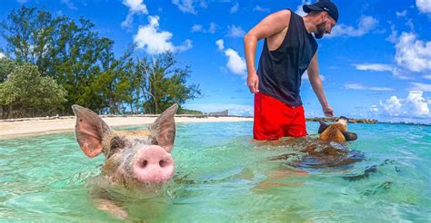 Swimming Pigs & Sun Cay Beach Club with Lunch